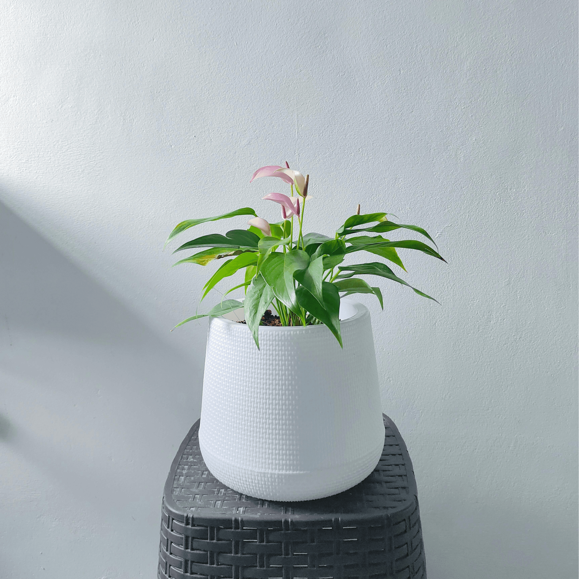 FRP Planters